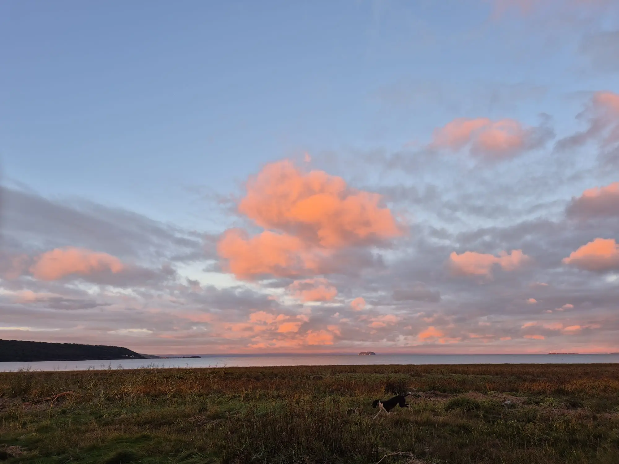 A dog running through coastal grass at dusk, with pink-lit clouds above a calm sea and small islands out on the horizon.